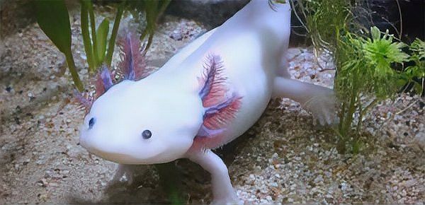 六角恐龍魚適合的水溫是多少度