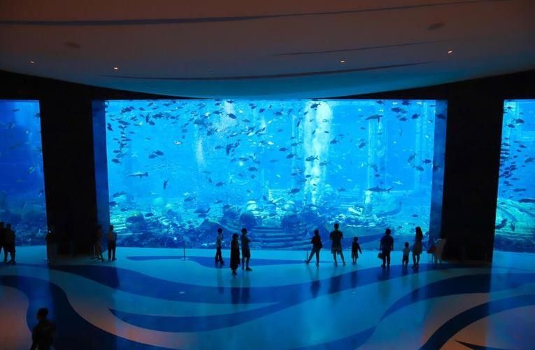三亞開水族店怎么樣?加盟祥龍魚場賣龍魚市場怎樣? 水族館百科(水族館加盟) 第8張 三亞開水族店怎么樣?加盟祥龍魚場賣龍魚市場怎樣? 三亞開水族店怎么樣?加盟祥龍魚場賣龍魚市場怎樣? 水族館百科(水族館加盟) 第8張