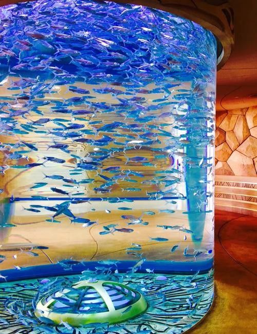 三亞開水族店怎么樣?加盟祥龍魚場賣龍魚市場怎樣? 水族館百科(水族館加盟) 第6張 三亞開水族店怎么樣?加盟祥龍魚場賣龍魚市場怎樣? 三亞開水族店怎么樣?加盟祥龍魚場賣龍魚市場怎樣? 水族館百科(水族館加盟) 第6張