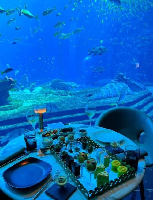 三亞開水族店怎么樣?加盟祥龍魚場賣龍魚市場怎樣? 水族館百科(水族館加盟) 第5張 三亞開水族店怎么樣?加盟祥龍魚場賣龍魚市場怎樣? 三亞開水族店怎么樣?加盟祥龍魚場賣龍魚市場怎樣? 水族館百科(水族館加盟) 第5張