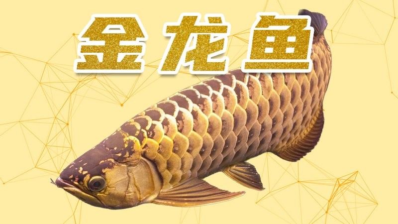 龍魚種類及價(jià)格和圖片視頻大全 龍魚種類及價(jià)格和圖片視頻大全 龍魚百科 第3張