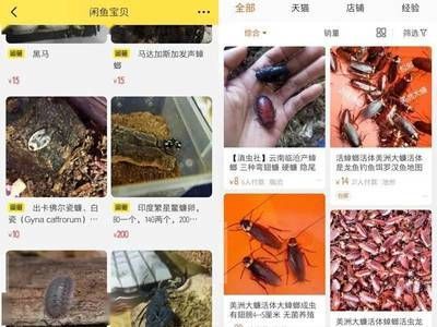 咸魚怎么獲得龍魚（在咸魚上購買龍魚是一個相對便捷的方式）