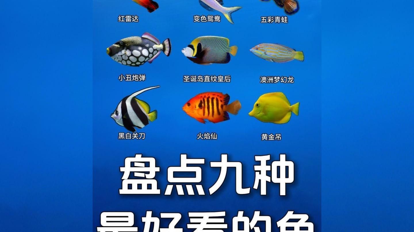 哪種魚最好看