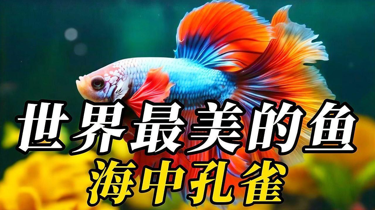 哪種魚最好看