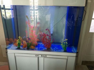 龍魚魚缸排行榜前十名有哪些：2024年龍魚魚缸排行榜前十名