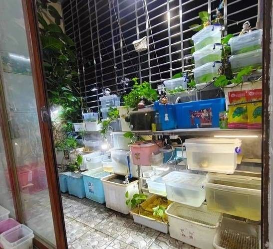 棗莊市中開水族店怎么樣？加盟祥龍魚場賣龍魚市場怎樣？