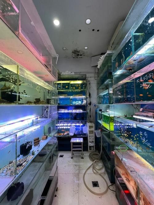 阜城開水族店怎么樣？加盟祥龍魚場賣龍魚市場怎樣？