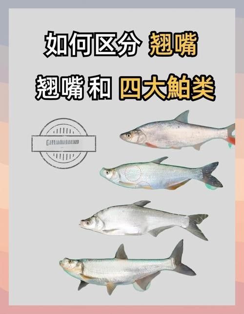 龍魚翹嘴好不好養(yǎng)活呀