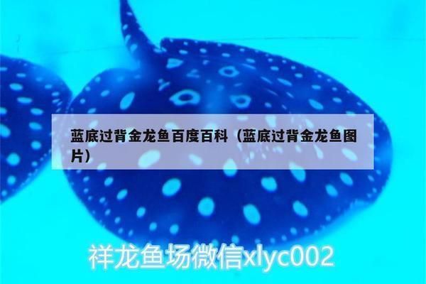 藍底過背金龍是食用魚 藍底過背金龍是食用魚 龍魚百科 第2張