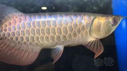 藍底過背金龍是食用魚 藍底過背金龍是食用魚 龍魚百科 第4張