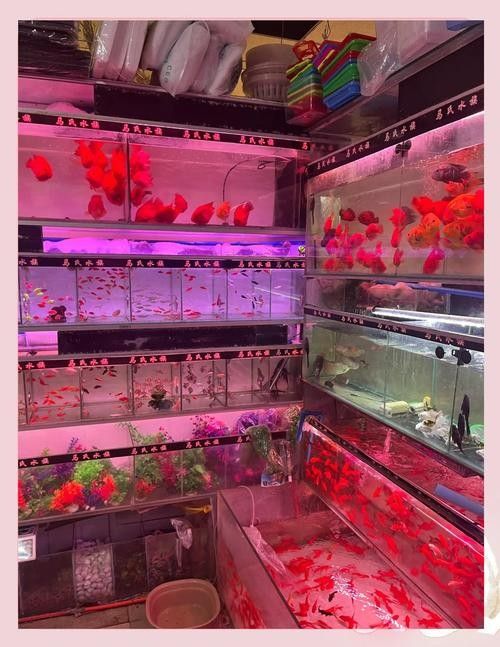 沙坪壩開水族店怎么樣？加盟祥龍魚場賣龍魚市場怎樣？