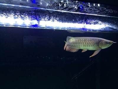 龍魚眼睛模糊是由于多種原因引起的，龍魚眼睛模糊的原因：龍魚眼睛模糊什么原因引起龍魚眼睛模糊的原因是什么