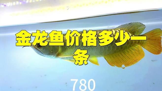 金龍魚(yú)價(jià)格范圍是多少？ 金龍魚(yú)價(jià)格范圍是多少？ 龍魚(yú)百科 第5張