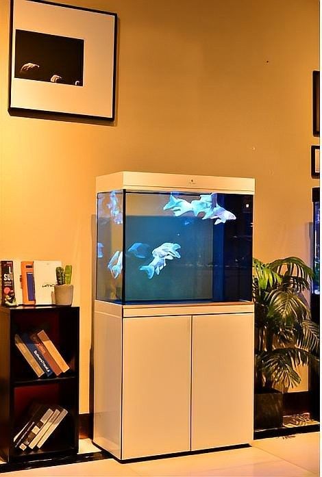 成都開水族店怎么樣？加盟祥龍魚場賣龍魚市場怎樣？