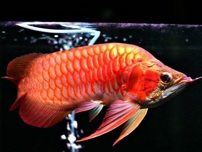 小銀龍魚吃什么長得快：小銀龍魚吃什么長得快吃什么長得快小銀龍魚吃什么長得快