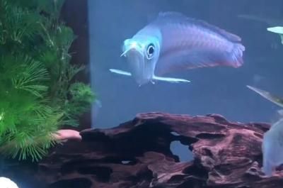 銀龍魚幼魚日常養護技巧：銀龍魚幼魚日常養護技巧：銀龍魚幼魚飼料選擇指南