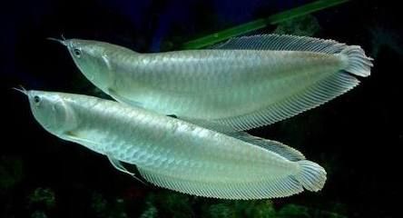 銀龍魚幼魚日常養護技巧：銀龍魚幼魚日常養護技巧：銀龍魚幼魚飼料選擇指南