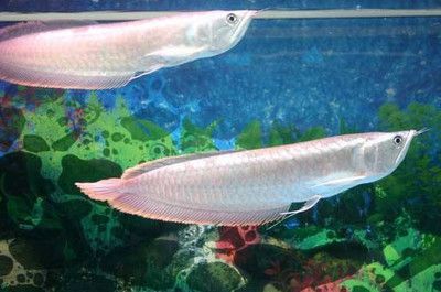 銀龍魚幼魚日常養護技巧：銀龍魚幼魚日常養護技巧：銀龍魚幼魚飼料選擇指南