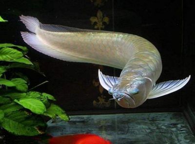 銀龍魚幼魚日常養護技巧：銀龍魚幼魚日常養護技巧：銀龍魚幼魚飼料選擇指南