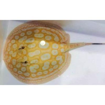 倉山開水族店怎么樣？加盟祥龍魚場賣龍魚市場怎樣？ 倉山開水族店怎么樣？加盟祥龍魚場賣龍魚市場怎樣？ 水族館百科（水族館加盟） 第8張