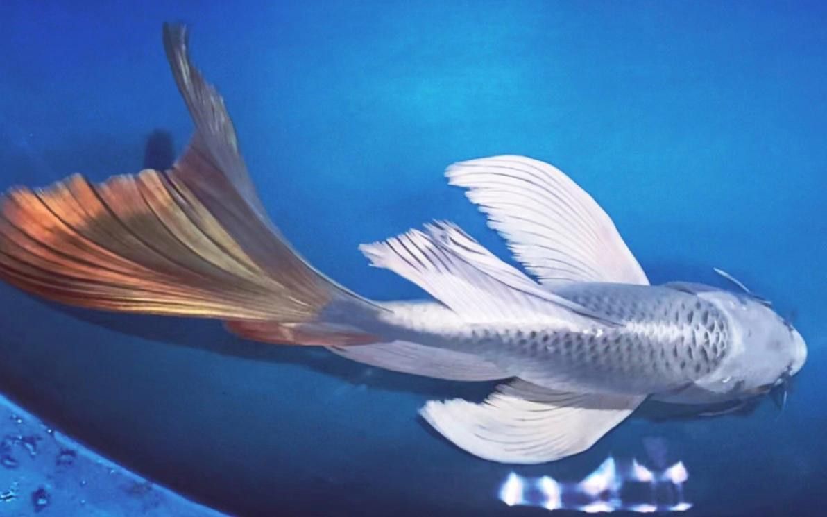 如何區分龍鳳魚的品種？