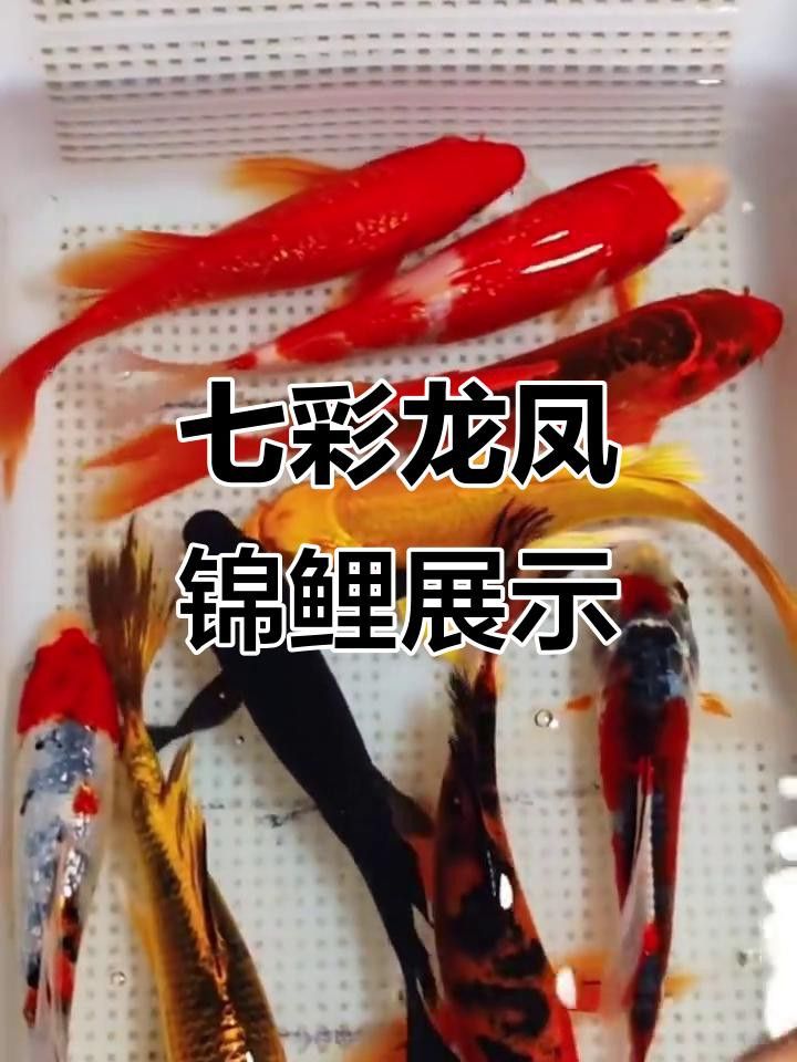 如何區分龍鳳魚的品種？