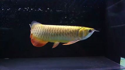 金龍魚一般多大珠鱗全亮：金龍魚珠鱗全亮的大小并沒(méi)有一個(gè)具體界限而是與品種和年齡有關(guān) 金龍魚一般多大珠鱗全亮：金龍魚珠鱗全亮的大小并沒(méi)有一個(gè)具體界限而是與品種和年齡有關(guān) 龍魚百科 第2張