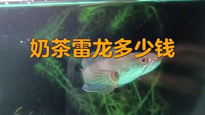 最便宜的雷龍魚圖片
