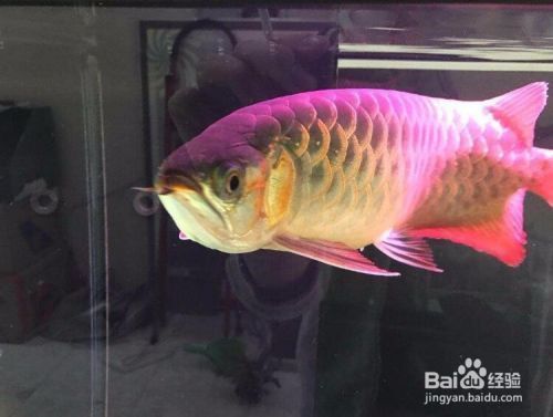 紅龍魚如何挑選（挑選紅龍魚的一些技巧）