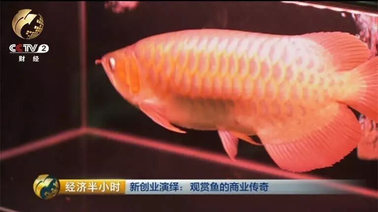 麟游開(kāi)水族店怎么樣？加盟祥龍魚(yú)場(chǎng)賣(mài)龍魚(yú)市場(chǎng)怎樣？