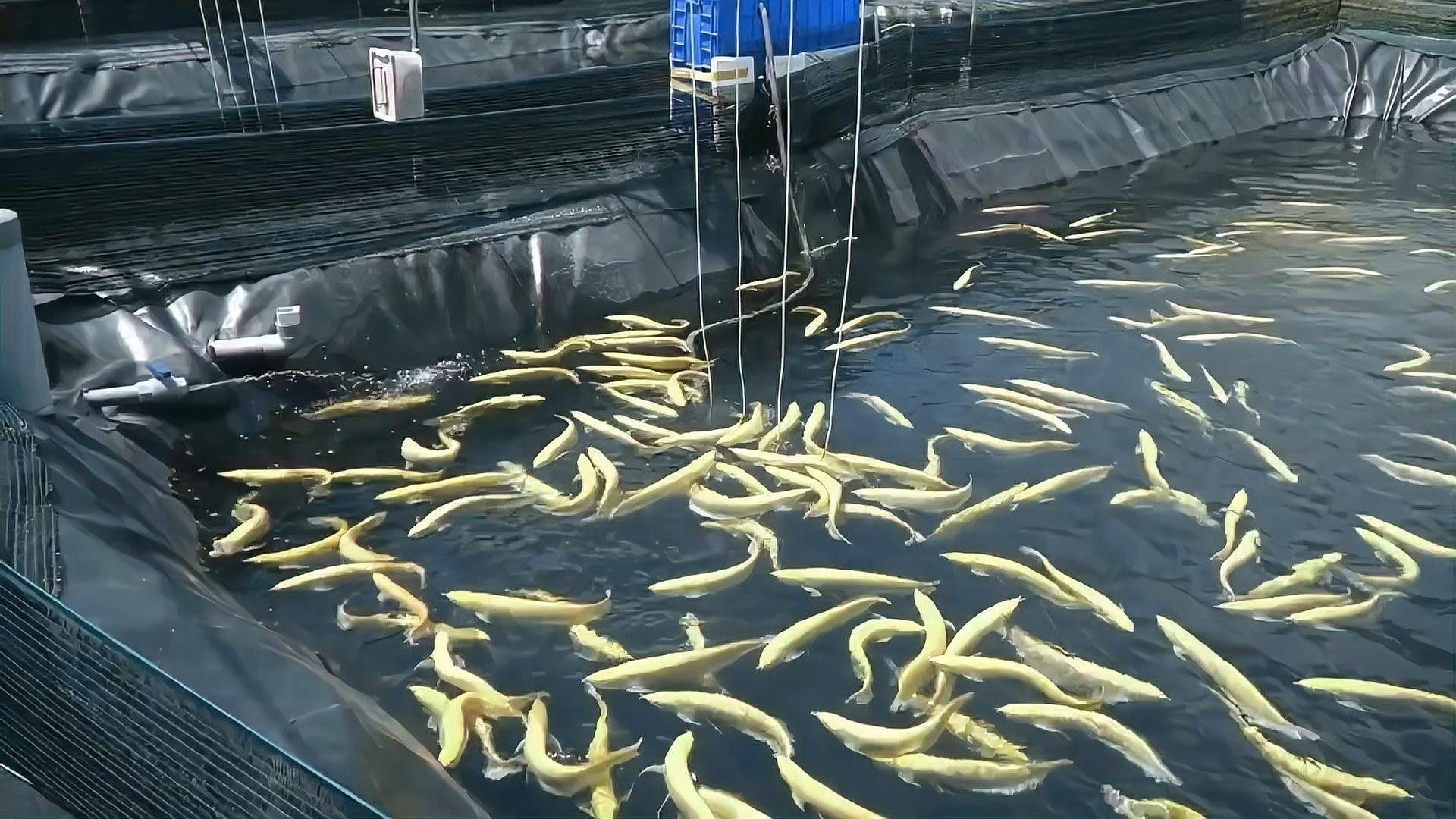 麟游開(kāi)水族店怎么樣？加盟祥龍魚(yú)場(chǎng)賣(mài)龍魚(yú)市場(chǎng)怎樣？
