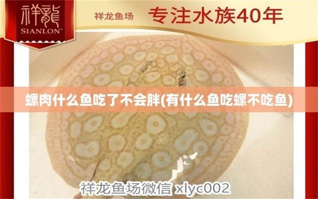 龍魚是否吃螺肉（龍魚會(huì)吃螺肉嗎？）