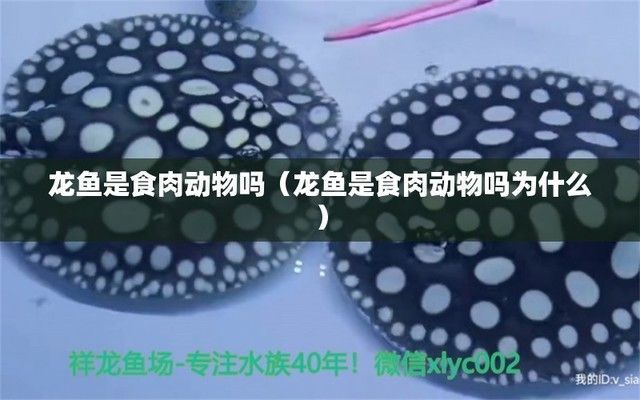 龍魚是否吃螺肉（龍魚會(huì)吃螺肉嗎？）