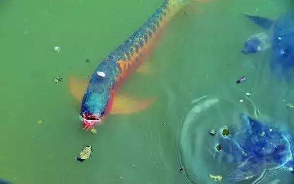 龍魚是否吃螺肉（龍魚會(huì)吃螺肉嗎？）