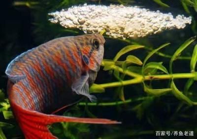 治療龍魚腸胃哪種藥最好的：招財魚和龍魚可以混養嗎