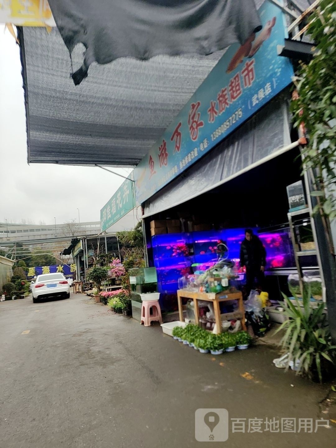 武侯開水族店怎么樣？加盟祥龍魚場賣龍魚市場怎樣？