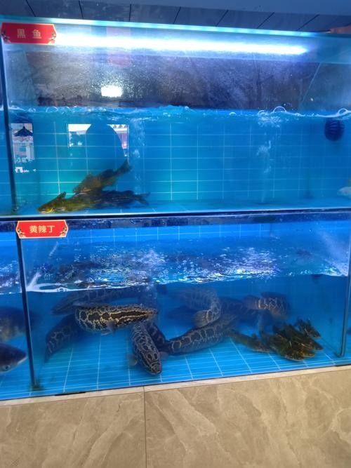 伊州開水族店怎么樣？加盟祥龍魚場賣龍魚市場怎樣？ 伊州開水族店怎么樣？加盟祥龍魚場賣龍魚市場怎樣？ 水族館百科（水族館加盟） 第6張
