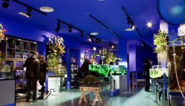 漢臺開水族店怎么樣？加盟祥龍魚場賣龍魚市場怎樣？