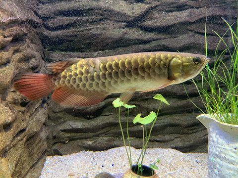 野生金龍魚能長多大的魚：野生金龍魚可以長多大的魚？
