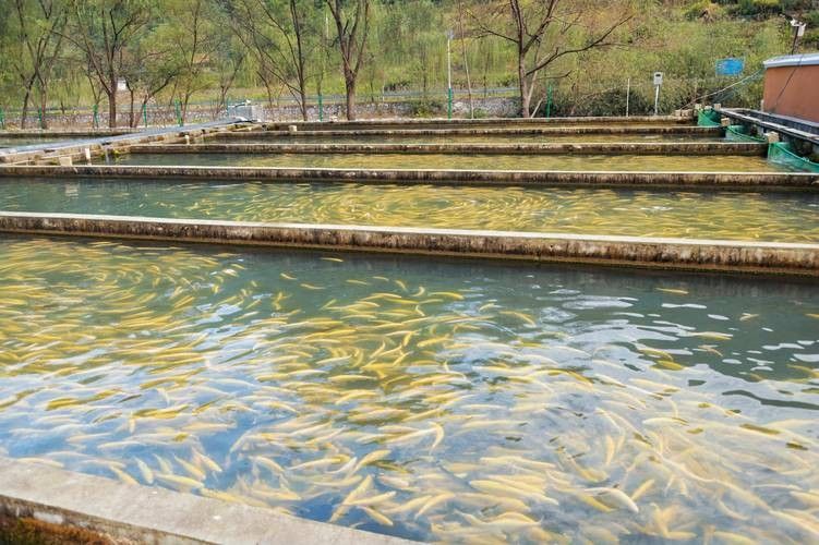 咸豐開(kāi)水族店怎么樣？加盟祥龍魚(yú)場(chǎng)賣(mài)龍魚(yú)市場(chǎng)怎樣？