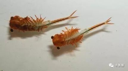 龍魚吃蝦長得快嗎：龍魚吃蝦有助于它們長得快，但需要注意營養均衡和喂養安全 龍魚吃蝦長得快嗎：龍魚吃蝦有助于它們長得快，但需要注意營養均衡和喂養安全 龍魚百科 第1張