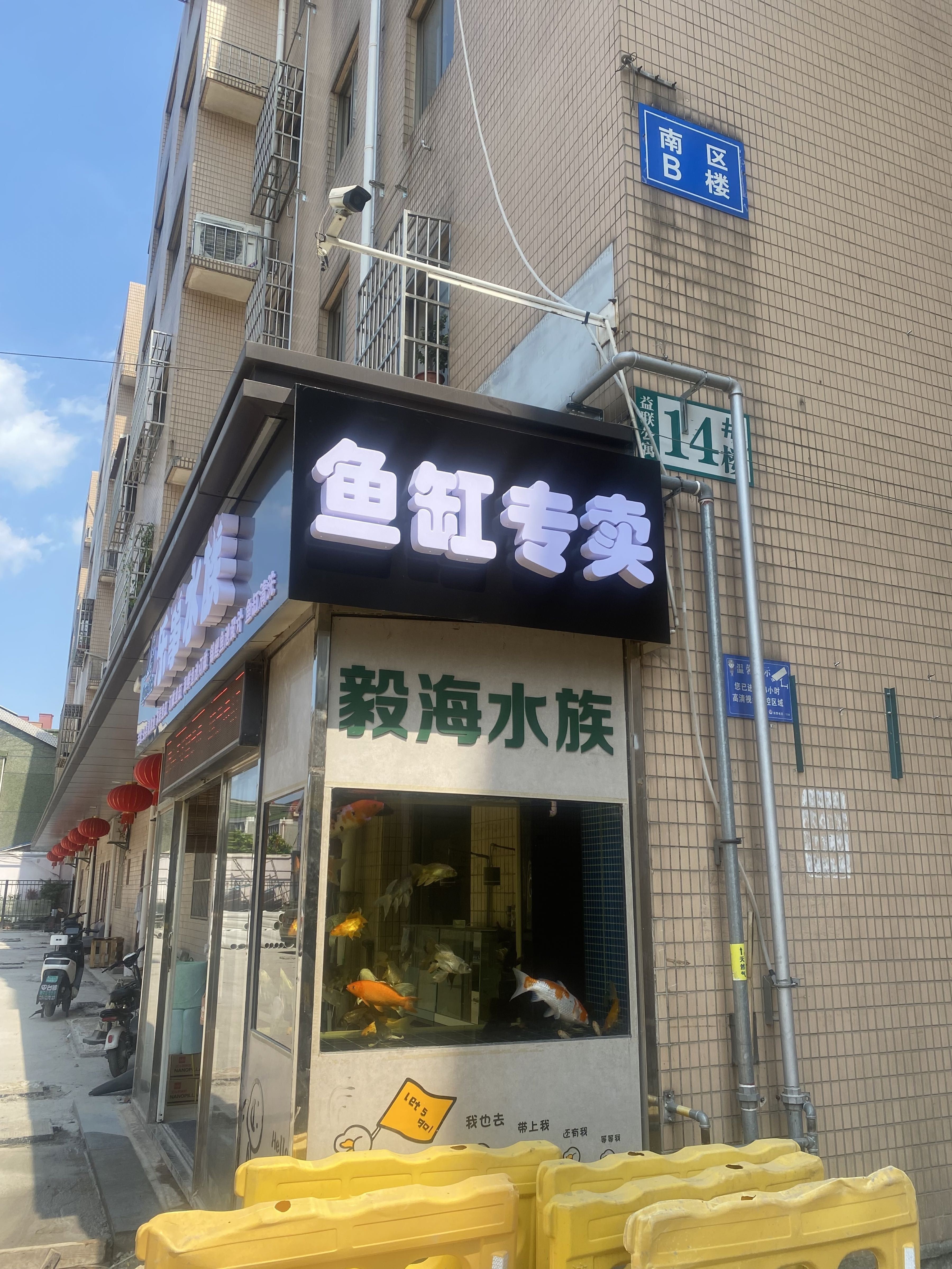 溧陽開水族店怎么樣？加盟祥龍魚場賣龍魚市場怎樣？ 溧陽開水族店怎么樣？加盟祥龍魚場賣龍魚市場怎樣？ 水族館百科（水族館加盟） 第2張