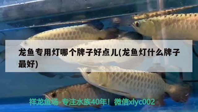 龍魚專用燈什么牌子好一點(diǎn)：nec魚缸燈性價(jià)比分析yee水族照明設(shè)備購買指南