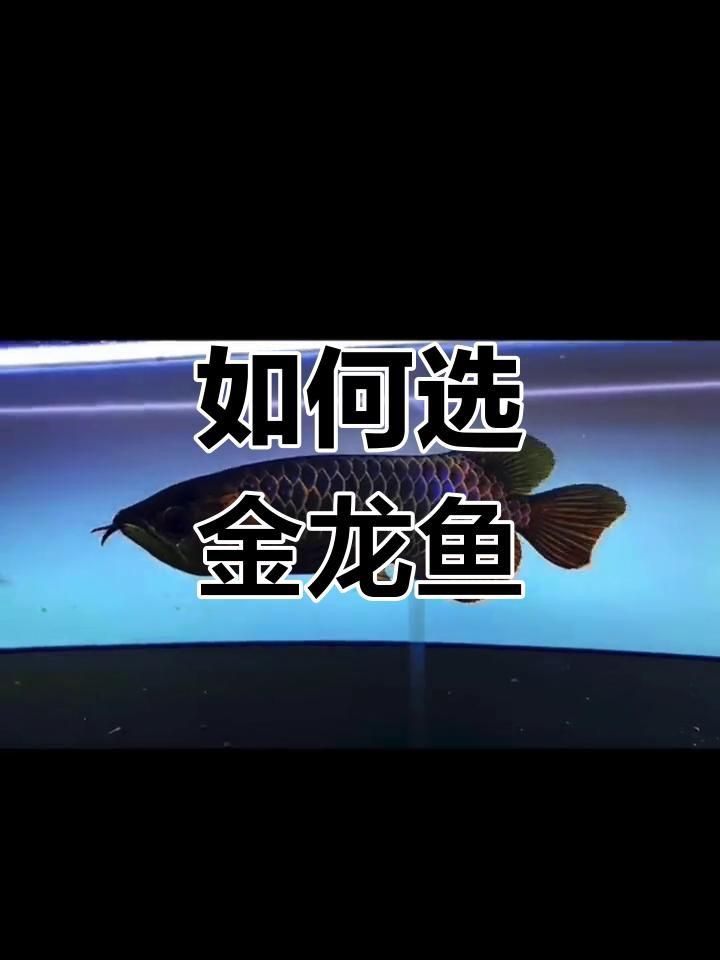 如何挑選健康的過背金龍魚