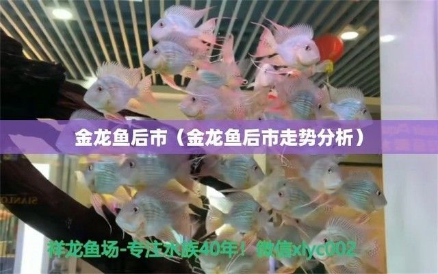金龍魚價格走勢分析最新，金龍魚價格走勢分析