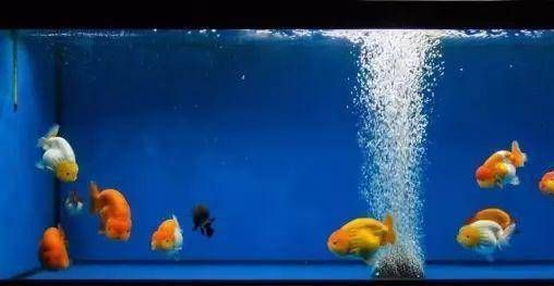 金龍魚用加氧嗎