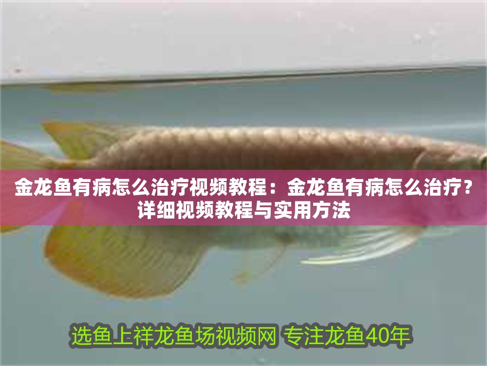 金龍魚有病怎么治療視頻教程：金龍魚有病怎么治療？詳細視頻教程與實用方法