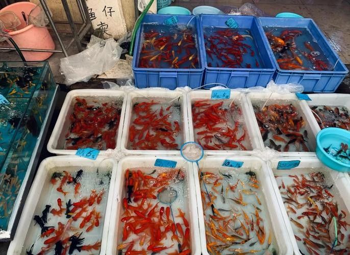 增城開水族店怎么樣？加盟祥龍魚場賣龍魚市場怎樣？