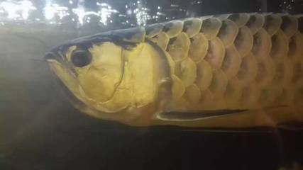 龍魚一直在上層不動怎么回事：龍魚在上層不動怎么辦