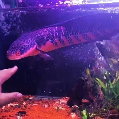 黑魔神雷龍魚價格（黑魔神雷龍魚價格因品種、大小、品質等因素有所差異）